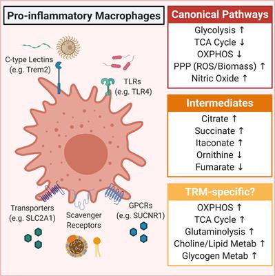 Immunometabolism of Tissue-Resident Macrophages – An Appraisal of the Current Knowledge and Cutting-Edge Methods and Technologies